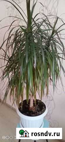 Драцена Самара - изображение 1
