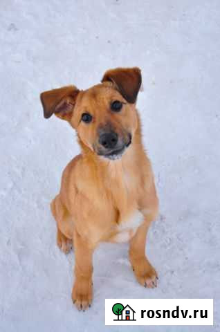 Собака в добрые руки Кемерово - изображение 1