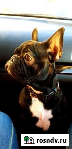 Французский бульдог на вязку Казань - изображение 1