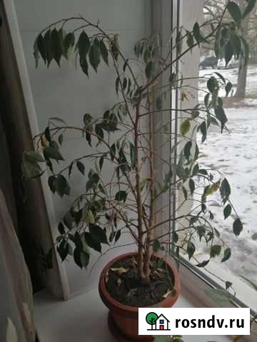 Фикус (берёзка) Новочеркасск - изображение 1