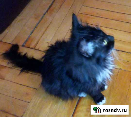 Котенок девочка 2.5 месяца Белгород - изображение 1