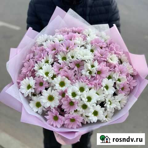 Хризантема Вологда - изображение 1