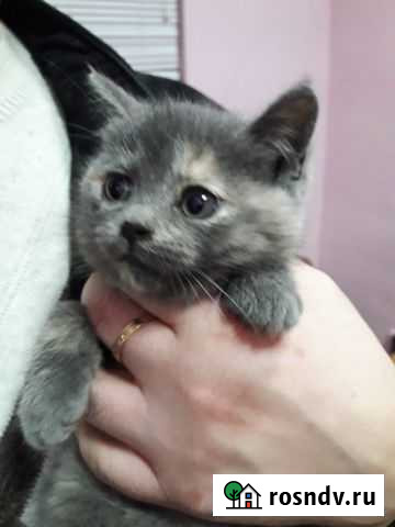 Беспородные Липецк - изображение 1