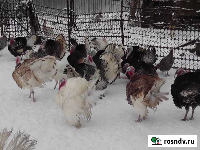 Птица домашняя живьём и на мясо Рославль - изображение 1