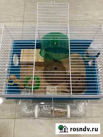 Джунгарские хомячки с клеткой Краснодар - изображение 1