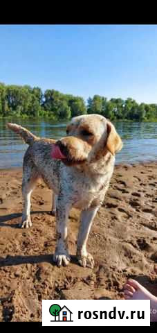 Кобель лабрадора вязка Вольск - изображение 1