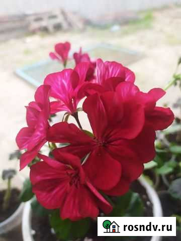 Пеларгония(герань) сортовая Благовещенск - изображение 1