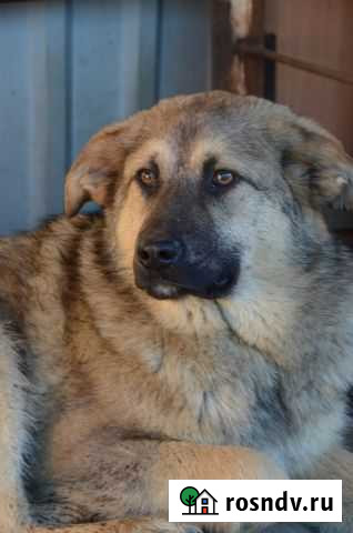 Собака Мурманск - изображение 1