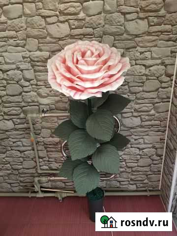 Роза Бор - изображение 1