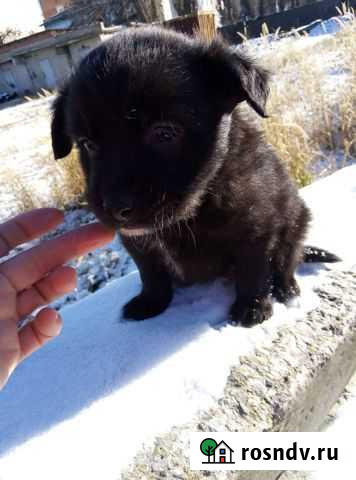 Красивый щенок в добрые руки Армавир - изображение 1