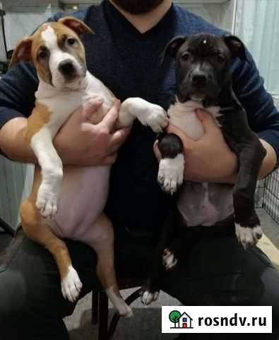 Щенки стаффа девченки Ростов-на-Дону - изображение 1