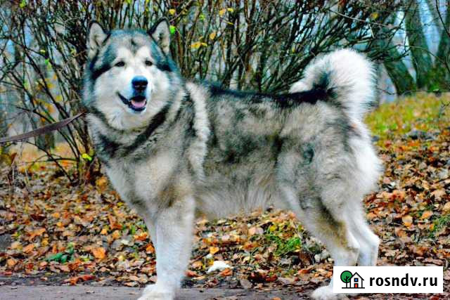 Кобель вязка Курск - изображение 1