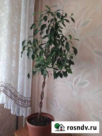 Фикус бенджамина Северск - изображение 1