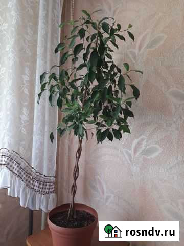 Фикус бенджамина Северск - изображение 1