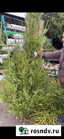 Живые елки Обнинск - изображение 1