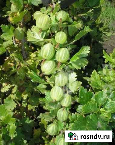 Крыжовник зеленый Стерлитамак - изображение 1