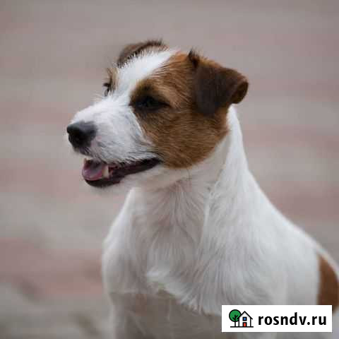 Вязка с чемпионом, РКФ, ген. тесты Рыбинск - изображение 1