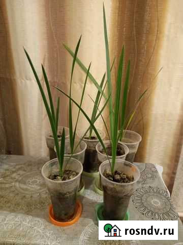 Финиковая пальма Краснодар - изображение 1