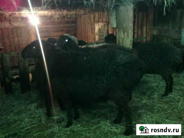 Бараны Каскара - изображение 1