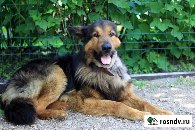 Собака Рэм Гатчина - изображение 1