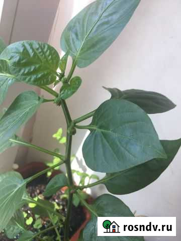 Антуриум домашнее перец Ефремов - изображение 1