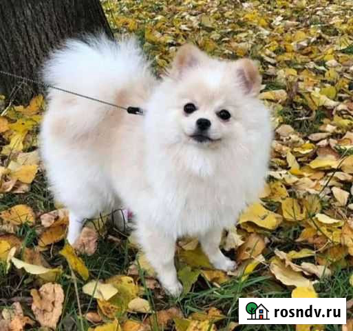 Шпиц Липецк - изображение 1