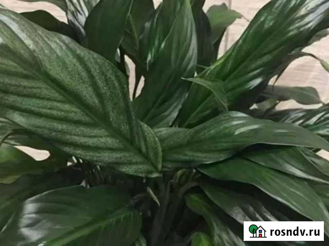 Спатифиллум SilverCupido Бийск - изображение 1