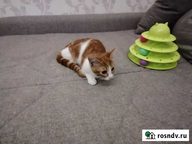 Котята в добрые руки Сочи - изображение 1