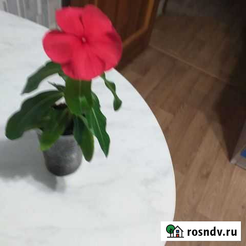 Катарантус Барнаул - изображение 1