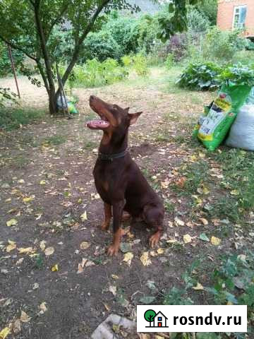 Вязка доберман Симферополь - изображение 1