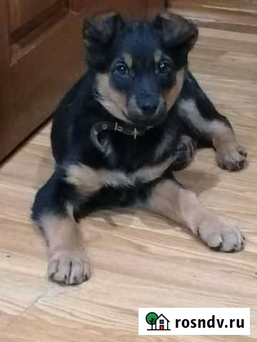 Мальчик (3 месяца) ищет добрых и заботливых хозяев Кукмор - изображение 1