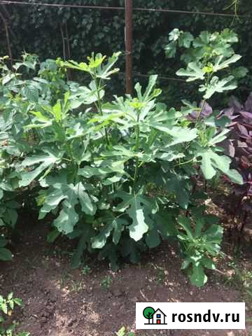 Инжир домашний.В наличии 2 куста,поменьше есть и п Симферополь - изображение 1