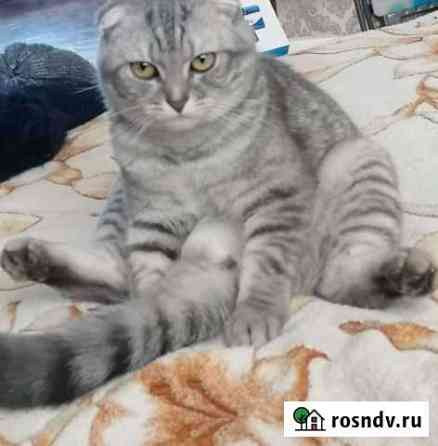 Шотландская вислоухая кошка Пестрецы