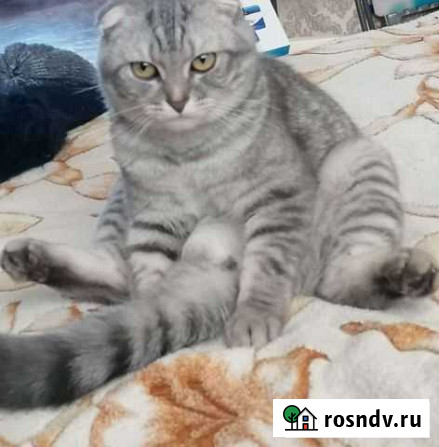 Шотландская вислоухая кошка Пестрецы - изображение 1