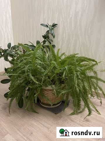 Папоротник в горшке Люберцы - изображение 1