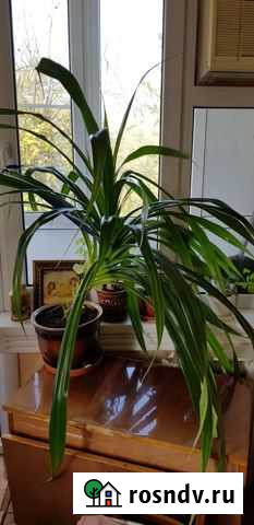 Панданус Краснодар - изображение 1