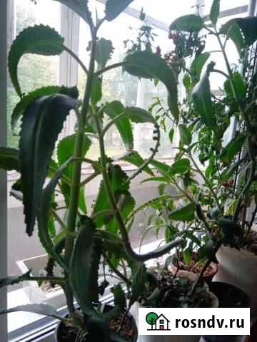 Каланхоэ Муром - изображение 1