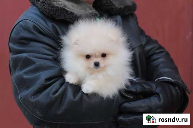 Померанская куколка Волгоград - изображение 1