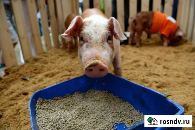 Премикс для свиней Альметьевск - изображение 1