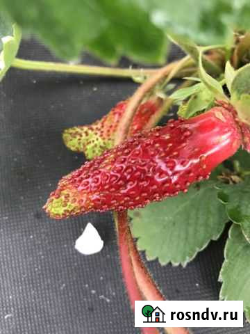 Купчиха Лорд, Гигантела, ремонтантная Майский - изображение 1