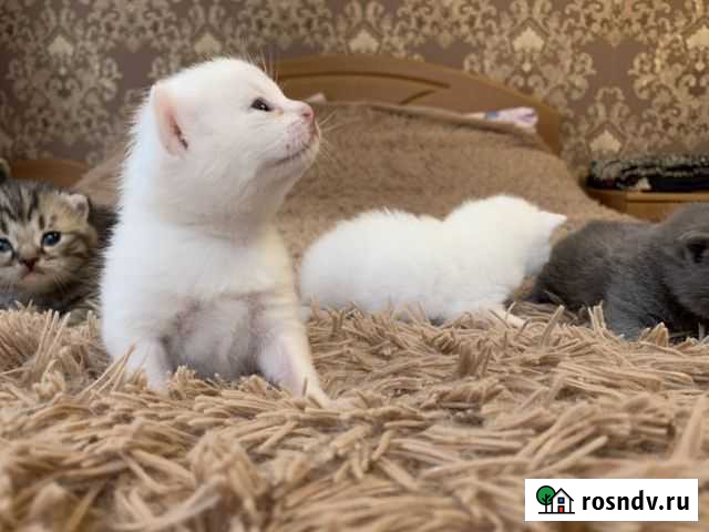 Шотландские чистокровные котята Уфа - изображение 1