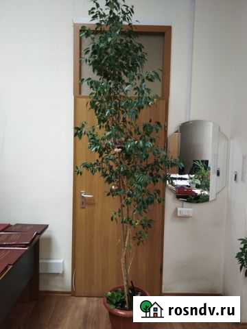 Фикус бенджамина Самара - изображение 1