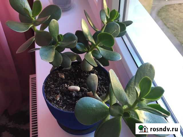 Денежное дерево Калининград - изображение 1