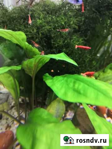 Креветки вишня Прохладный - изображение 1