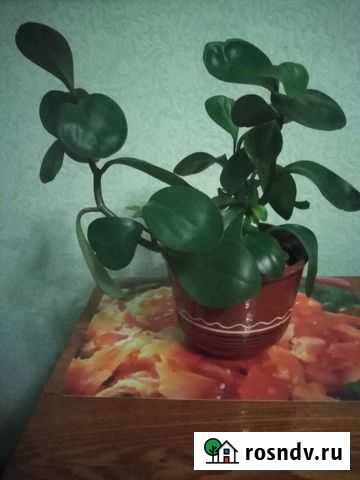 Пеперомия Череповец - изображение 1