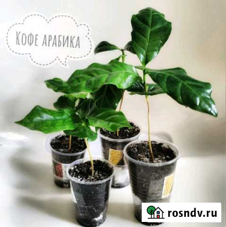 Лавр и Кофе Дюртюли - изображение 1