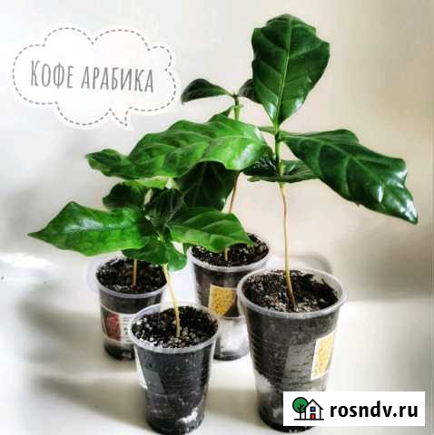 Лавр и Кофе Дюртюли - изображение 1