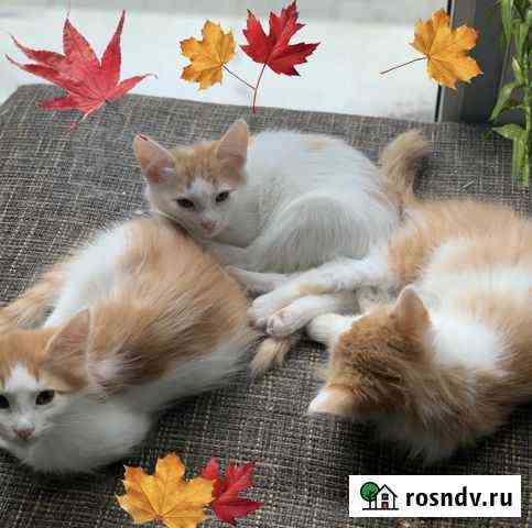 Котята 3 мес девочки Уфа