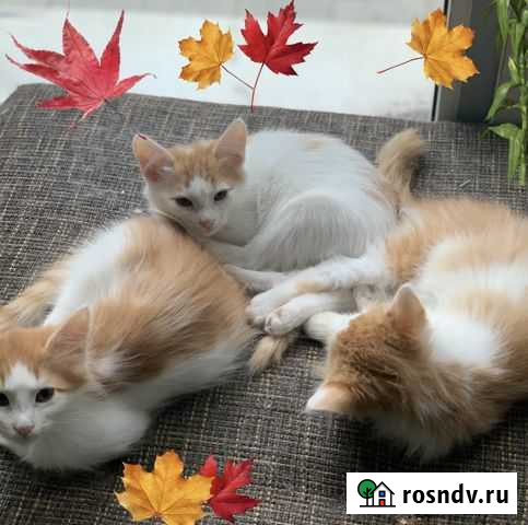 Котята 3 мес девочки Уфа - изображение 1