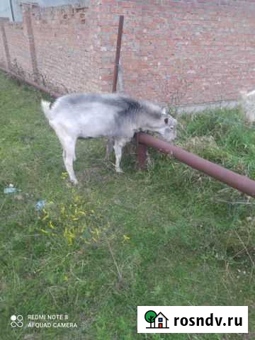 Козы Гудермес - изображение 1